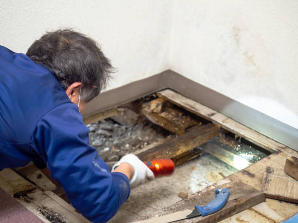 Certified Mold Removal in Honesdale, PA