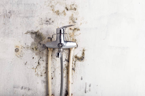 Best Professional Mold Removal  in Honesdale, PA