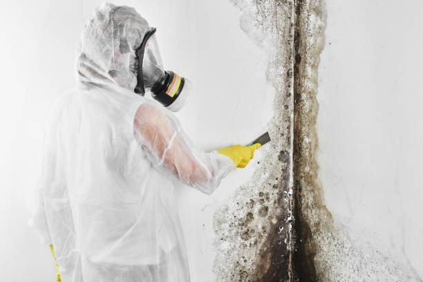 Professional Mold Removal in Honesdale, PA