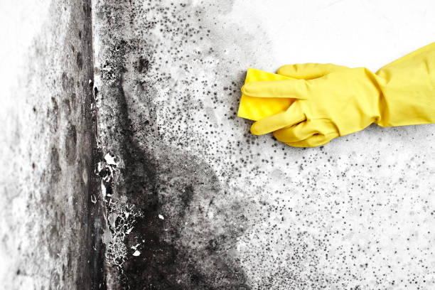 Best Attic Mold Removal  in Honesdale, PA