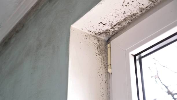 Best Attic Mold Removal  in Honesdale, PA