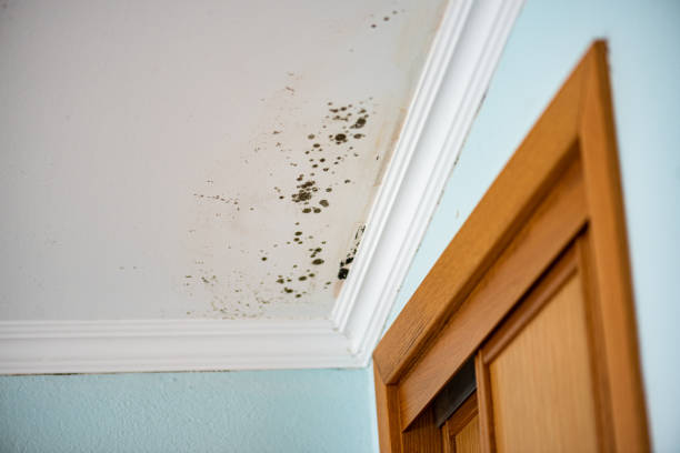 Best Mold Damage Repair  in Honesdale, PA