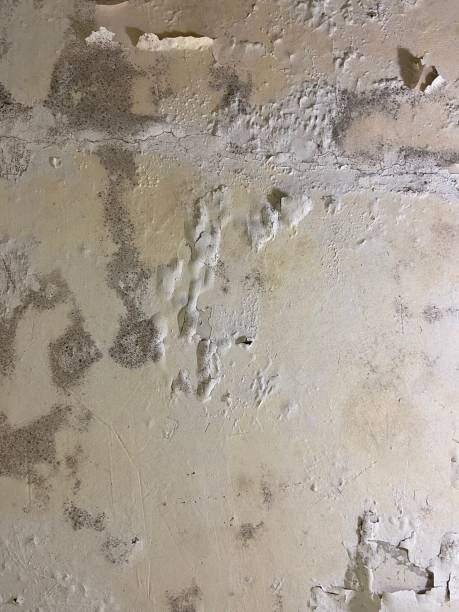 Best Office Mold Removal Services  in Honesdale, PA