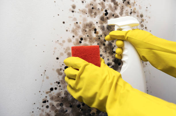 Attic Mold Removal in Honesdale, PA