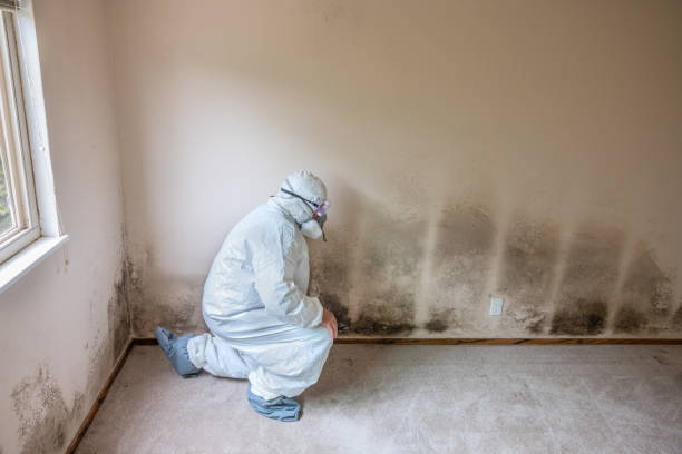 Best Mold Testing  in Honesdale, PA