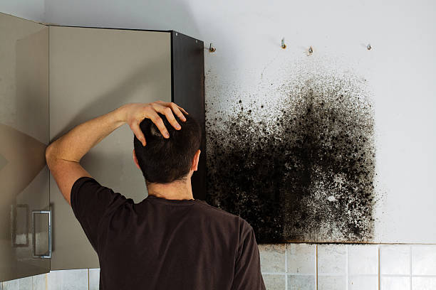 Best Certified Mold Removal  in Honesdale, PA
