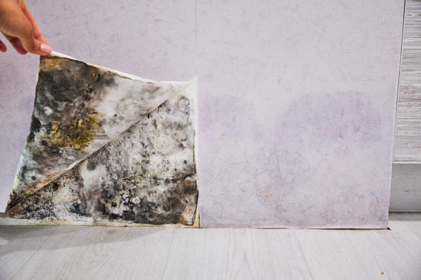 Best Mold Remediation  in Honesdale, PA
